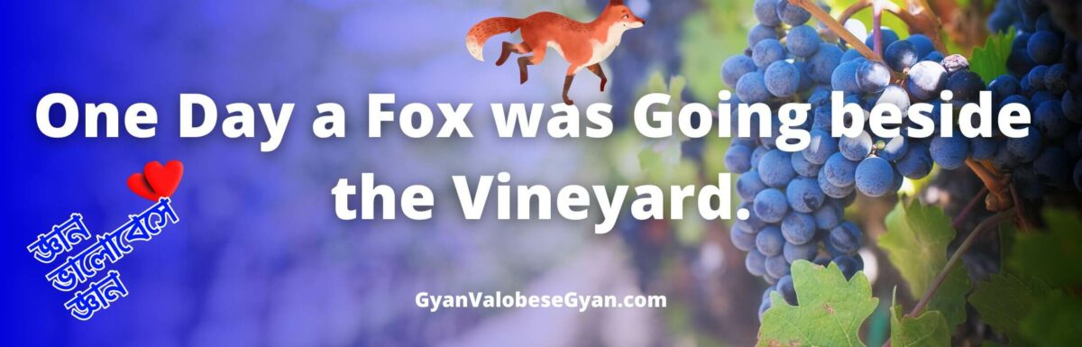 One day a fox was going beside the vineyard – Important Bonganubad for Madhyamik Exam । মাধ্যমিক পরীক্ষার জন্য গুরুত্বপূর্ণ বঙ্গানুবাদ