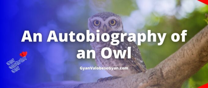 An Autobiography of an Owl - In about eighty words write an autobiography of an owl enjoying the night.