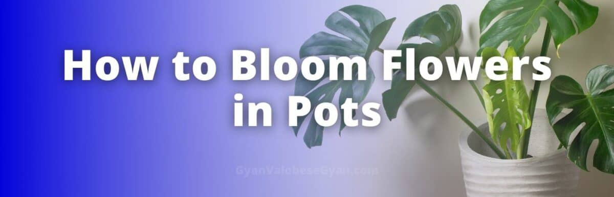 How to Bloom Flowers in Pots – Use the following flowchart to write a paragraph describing how you can bloom flowers in pots.