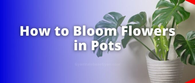 How to Bloom Flowers in Pots - Use the following flowchart to write a paragraph describing how you can bloom flowers in pots.
